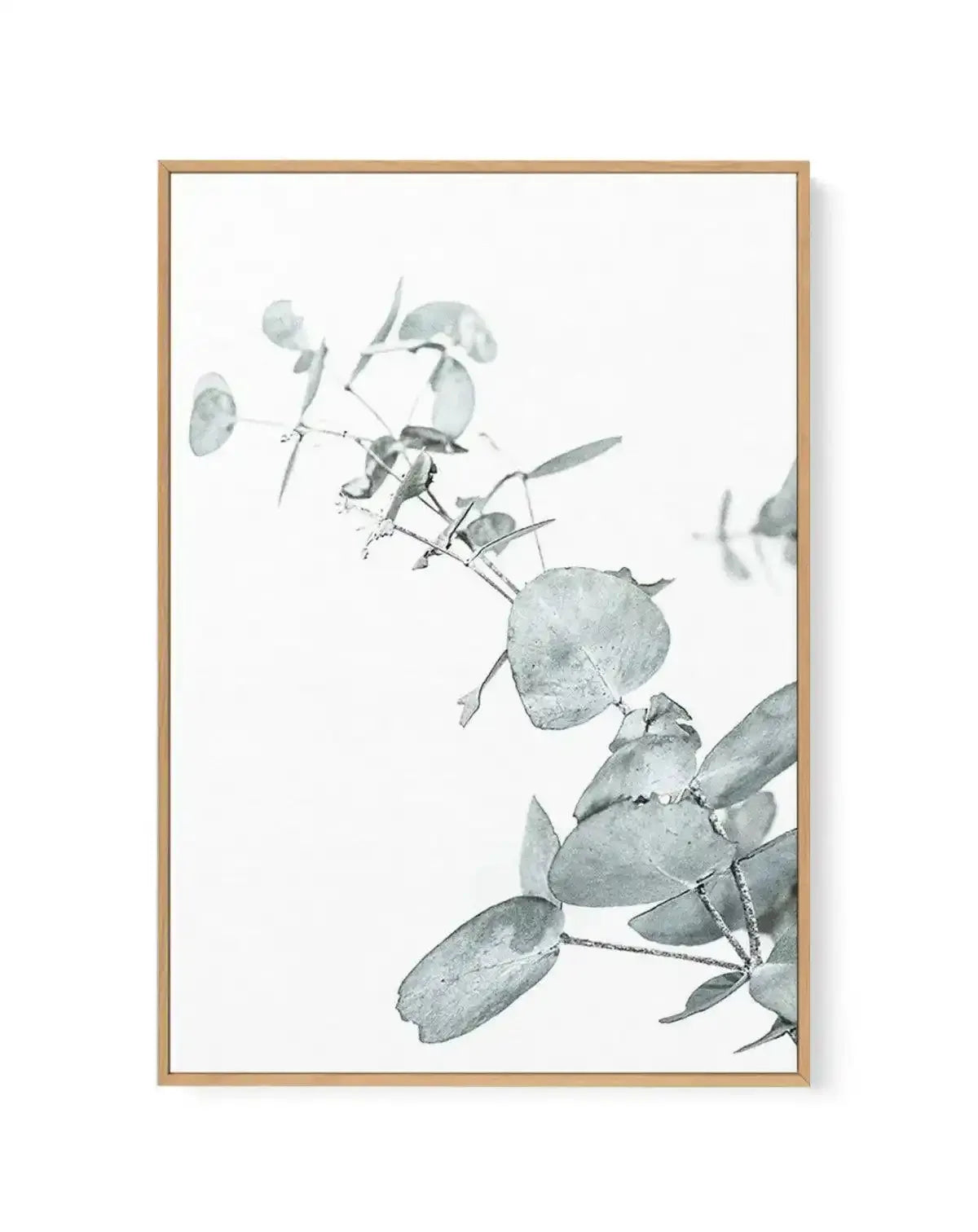 Eucalyptus Leaves II | Framed Canvas-CANVAS-You can shop wall art online with Olive et Oriel for everything from abstract art to fun kids wall art. Our beautiful modern art prints and canvas art are available from large canvas prints to wall art paintings and our proudly Australian artwork collection offers only the highest quality framed large wall art and canvas art Australia - You can buy fashion photography prints or Hampton print posters and paintings on canvas from Olive et Oriel and have