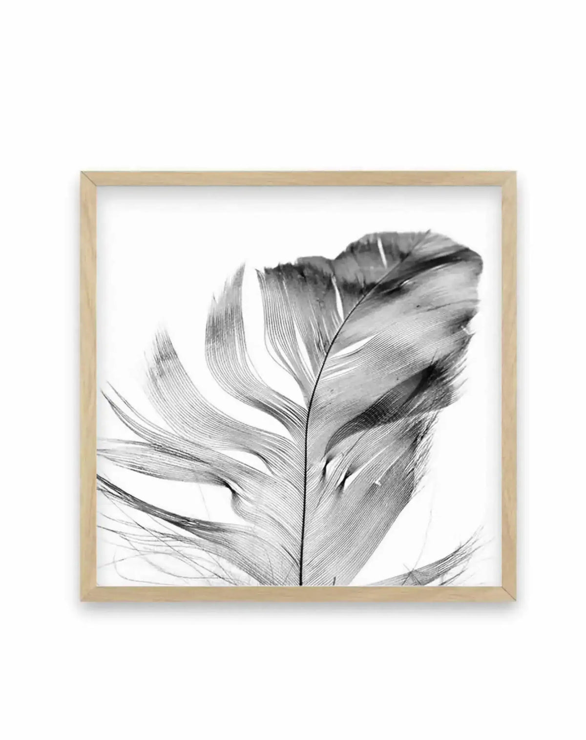 Detailed pencil sketch of a single feather with fine linear shading, shown in grayscale against a white background. The feather is centered and oriented vertically, displaying delicate barbs and a defined central shaft with subtle gradations from light gray to darker charcoal tones. The artwork is framed in a natural light wood square frame with a white border, creating a minimalist, botanical aesthetic.