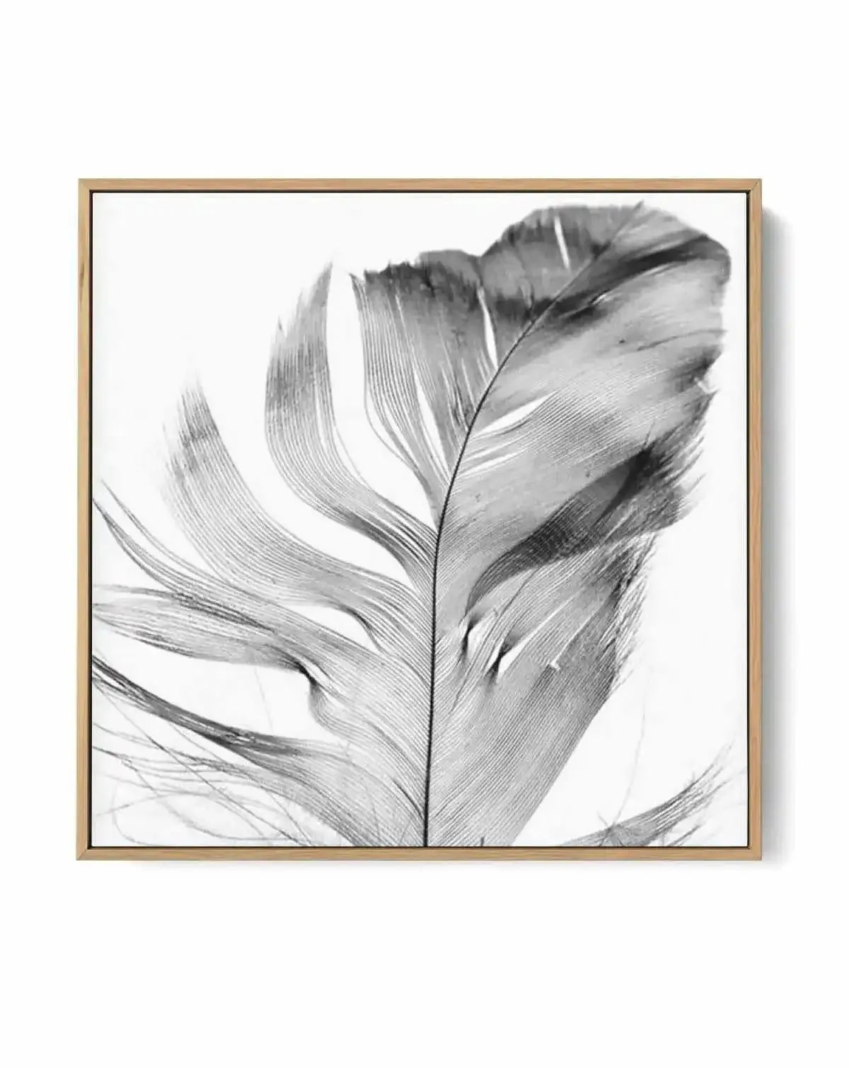 Feather Grey SQ | Framed Canvas-CANVAS-You can shop wall art online with Olive et Oriel for everything from abstract art to fun kids wall art. Our beautiful modern art prints and canvas art are available from large canvas prints to wall art paintings and our proudly Australian artwork collection offers only the highest quality framed large wall art and canvas art Australia - You can buy fashion photography prints or Hampton print posters and paintings on canvas from Olive et Oriel and have them