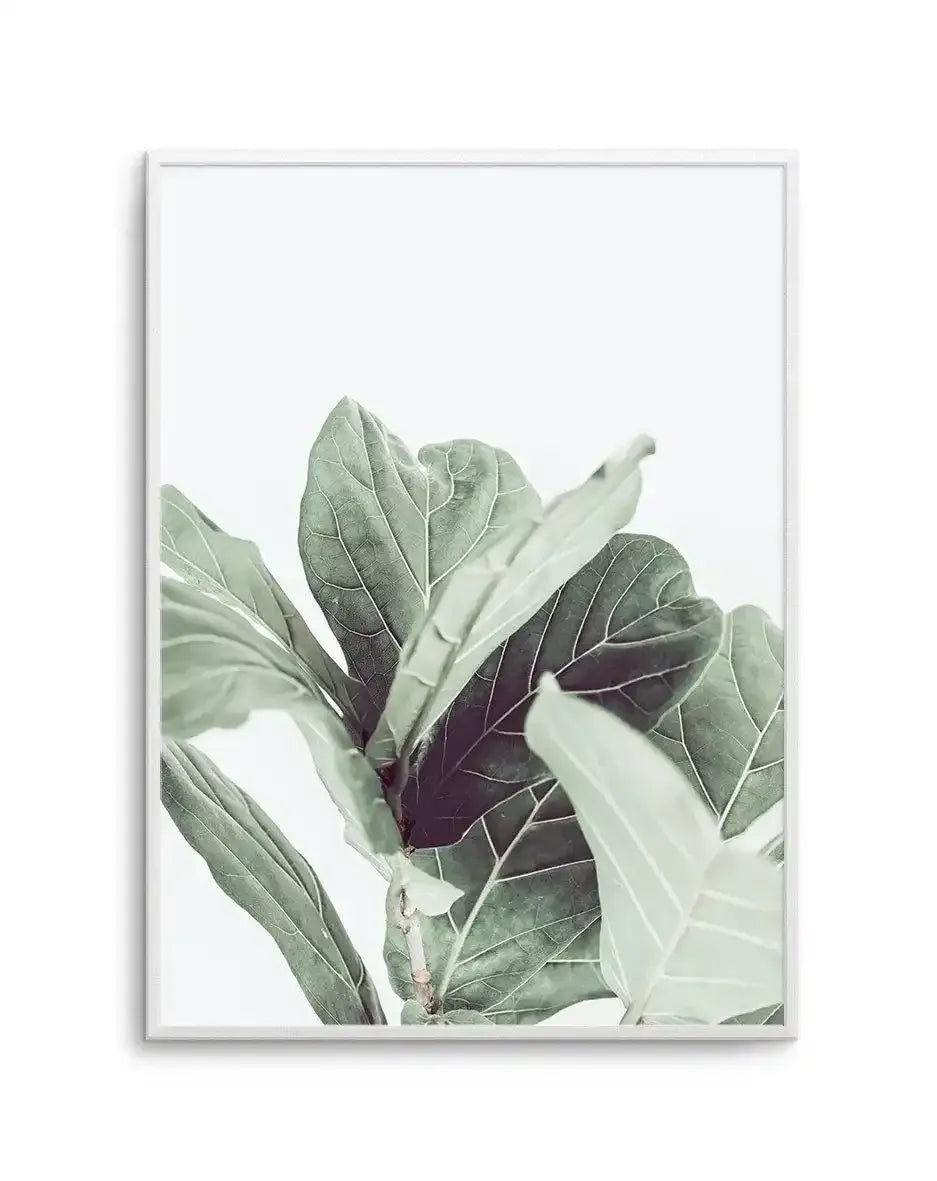 fiddle leaf fig painting Botanical Photography Wall Art Print