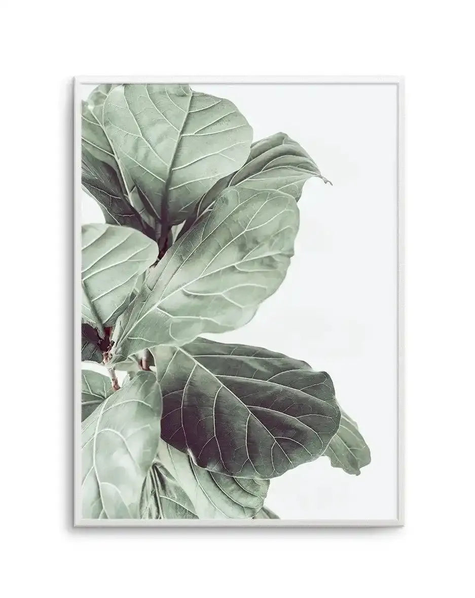 fiddle leaf fig art Botanical Photography Wall Art Print
