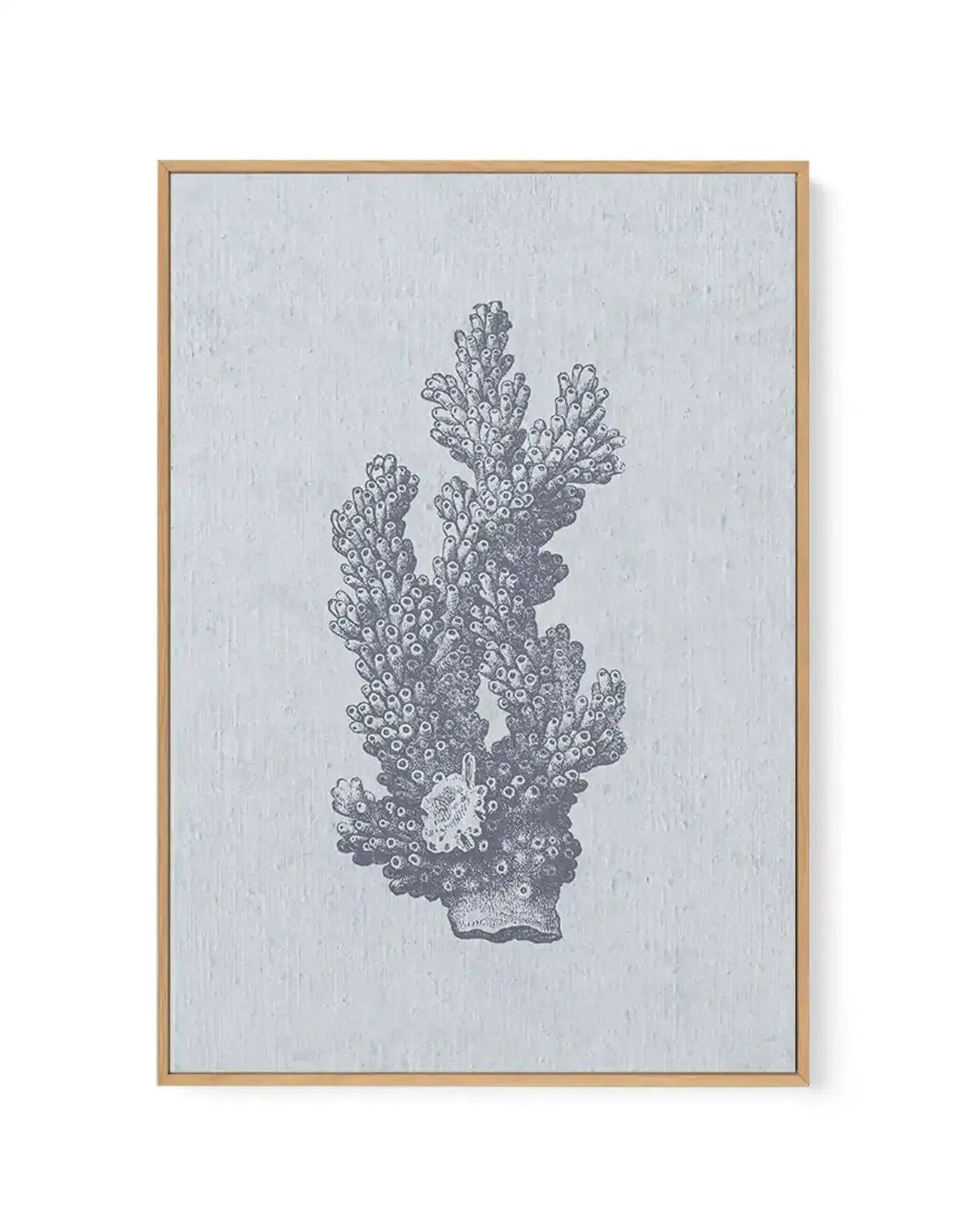 Framed canvas art print featuring a detailed black ink illustration of a branching coral specimen against a light gray textured background. The coral has multiple upright, finger-like branches densely covered with small circular polyp openings, rendered in an engraving or scientific illustration style. A light bloom or flower-like formation appears near the base. The artwork is set in a natural wood-toned frame with a white border.