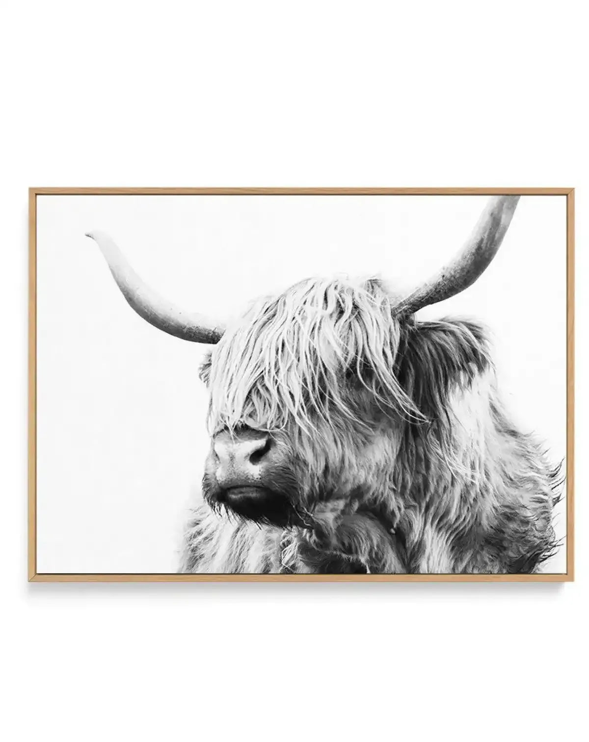 Highland Cow B&W Close-up | Framed Canvas-CANVAS-You can shop wall art online with Olive et Oriel for everything from abstract art to fun kids wall art. Our beautiful modern art prints and canvas art are available from large canvas prints to wall art paintings and our proudly Australian artwork collection offers only the highest quality framed large wall art and canvas art Australia - You can buy fashion photography prints or Hampton print posters and paintings on canvas from Olive et Oriel and