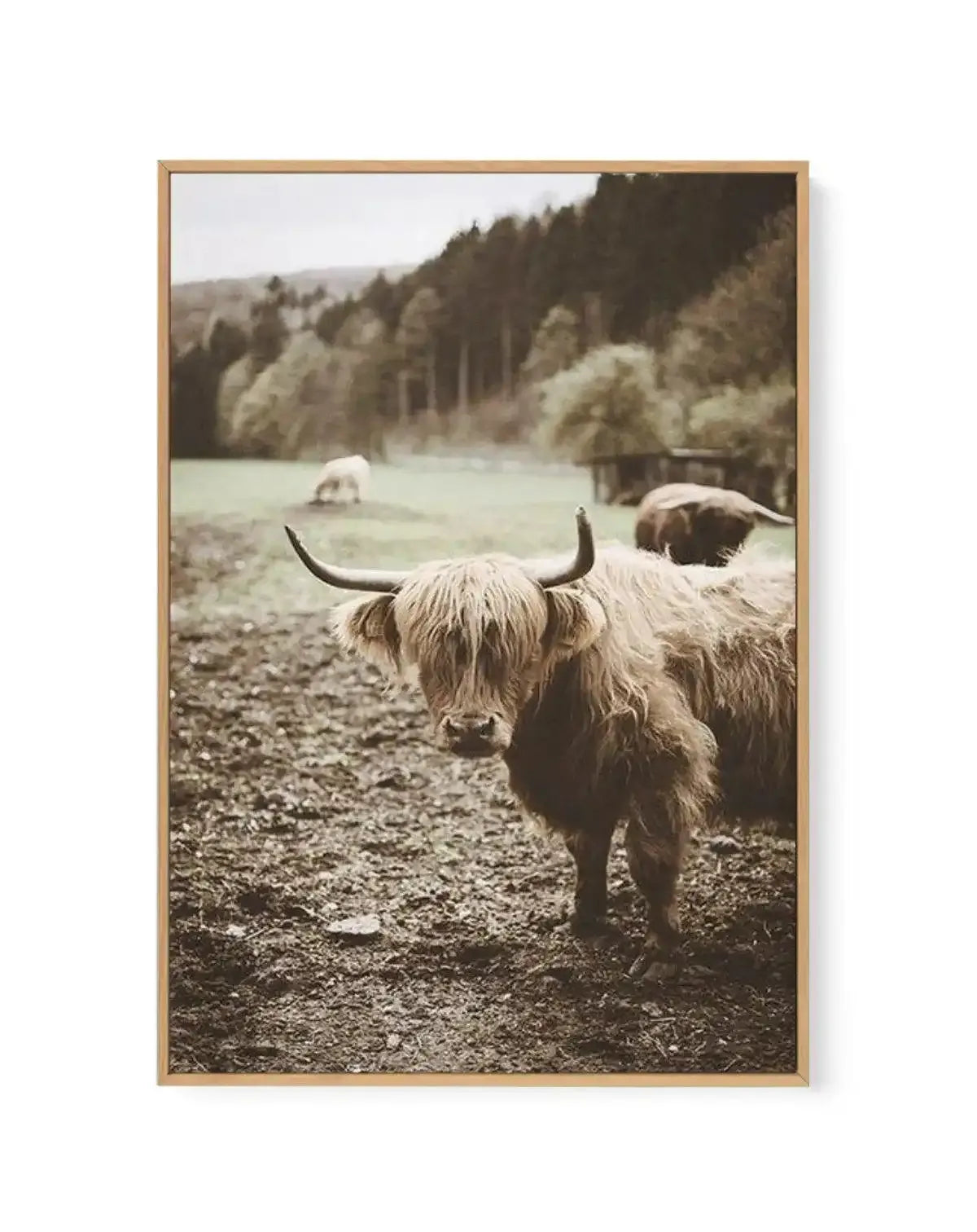 Highland Field | Framed Canvas Art Print green nature art print