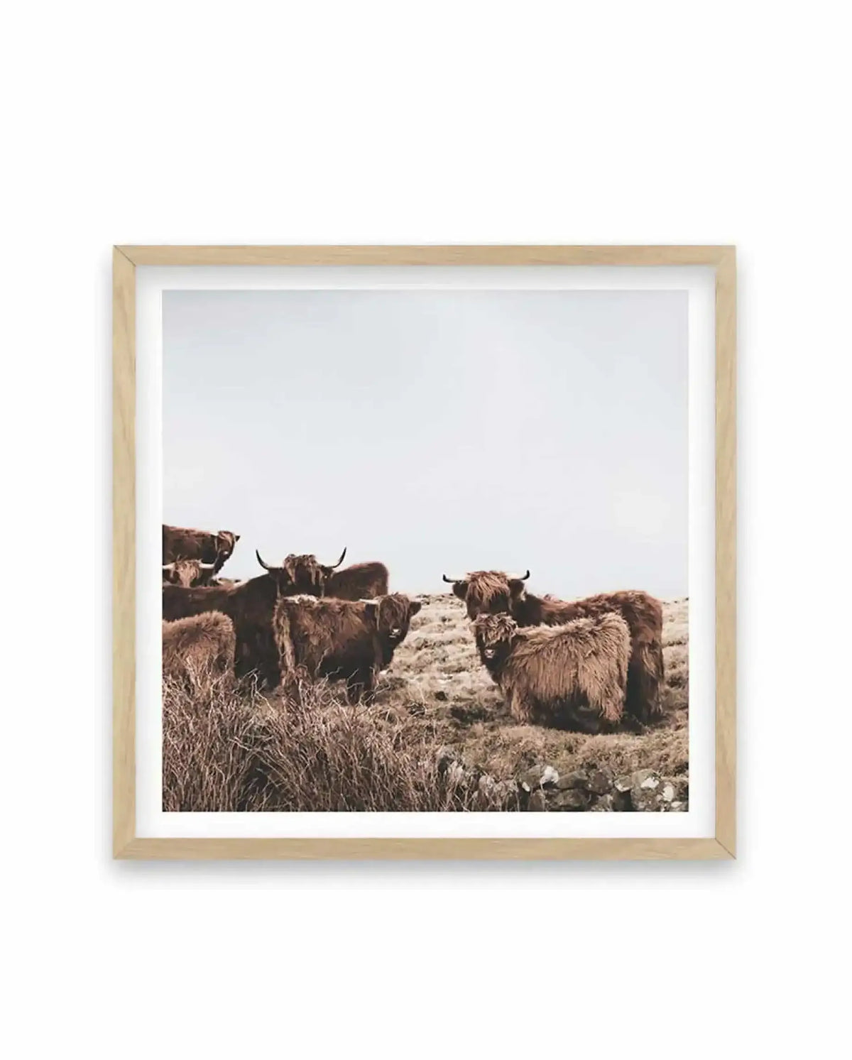 Square art print in light natural wood frame with white border featuring a photograph of a herd of long-haired Highland cattle with long horns resting on sparse, rocky terrain. The cattle have shaggy brown and dark brown coats. The landscape is arid and barren with scattered dry grasses and rocks. The sky above is pale and overcast, creating a muted, earthy color palette dominated by browns, tans, and grays. The photograph has a warm, slightly vintage tone typical of film photography.