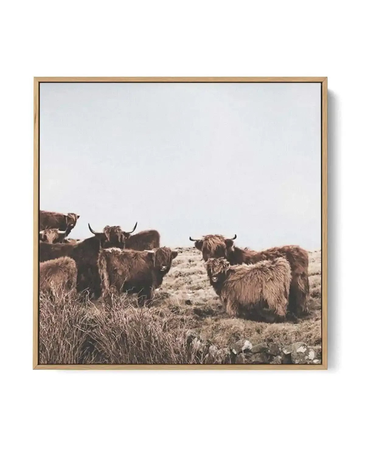 Highlander Herd SQ | Framed Canvas-CANVAS-You can shop wall art online with Olive et Oriel for everything from abstract art to fun kids wall art. Our beautiful modern art prints and canvas art are available from large canvas prints to wall art paintings and our proudly Australian artwork collection offers only the highest quality framed large wall art and canvas art Australia - You can buy fashion photography prints or Hampton print posters and paintings on canvas from Olive et Oriel and have th