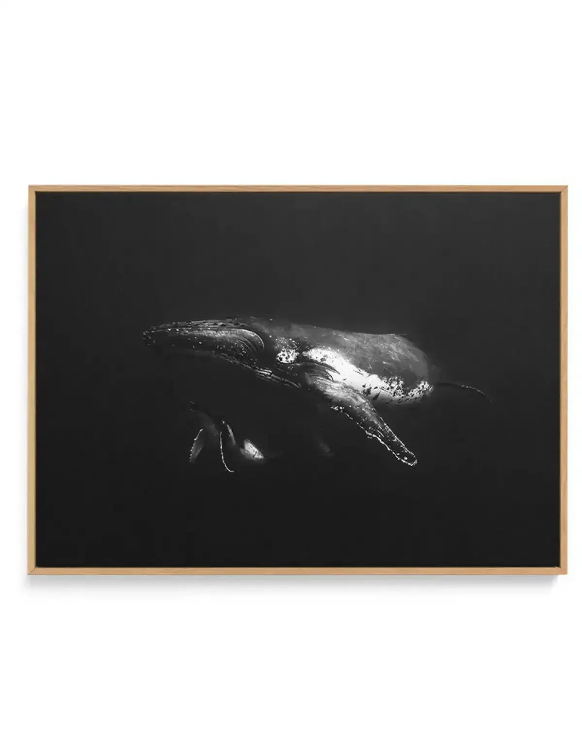 Black and white photograph of a humpback whale captured from above against a dark background, showing the whale's distinctive body shape, long pectoral fins, and textured skin with water droplets. The whale is positioned diagonally across the composition with dramatic lighting that highlights its form. Mounted in a natural wood frame with clean edges, displayed as a horizontal canvas art print.