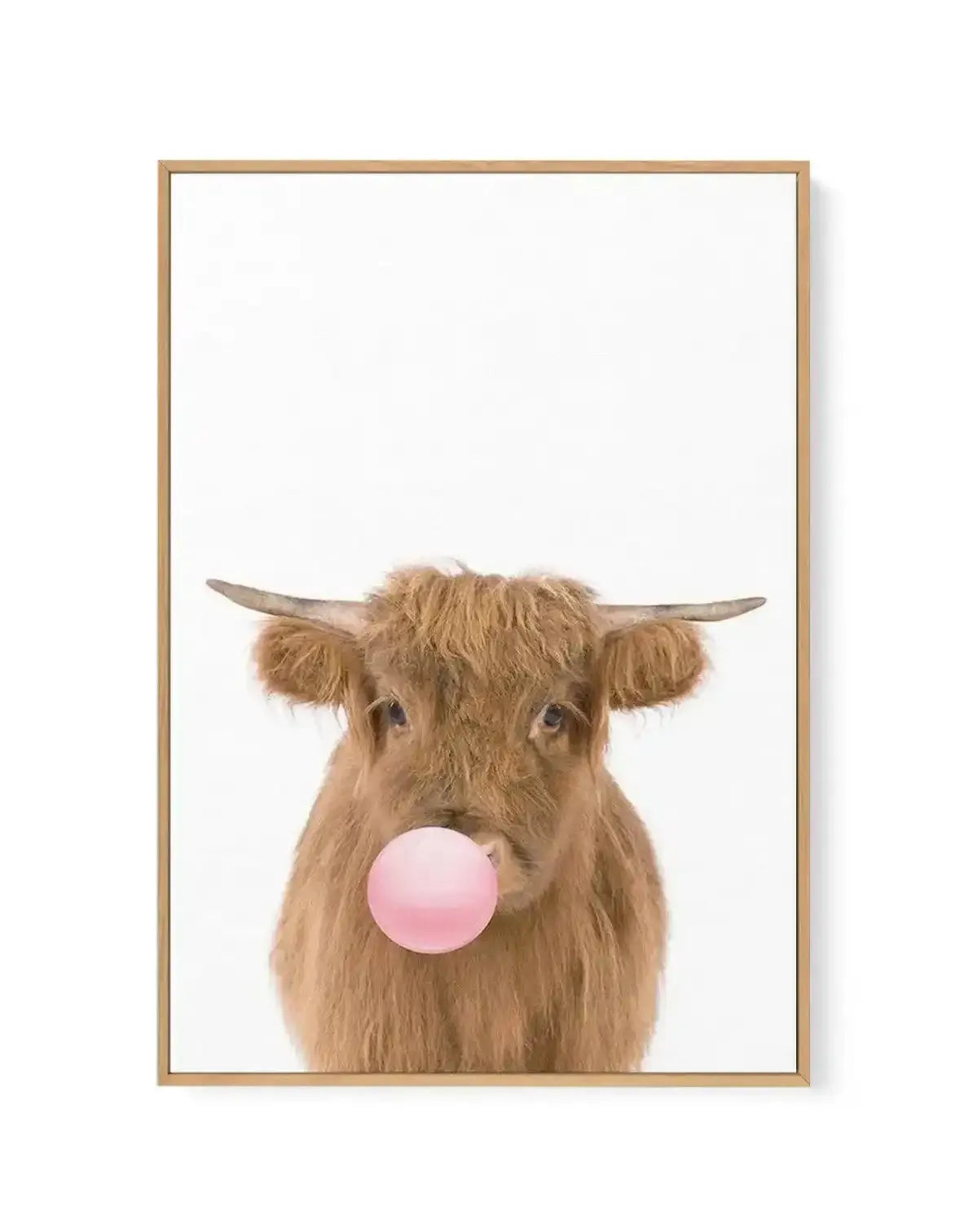 Framed canvas print featuring a close-up photograph of a fluffy brown Highland cow with small horns, blowing a bright pink bubblegum bubble from its mouth, set against a clean white background, displayed in a natural oak frame with white border.