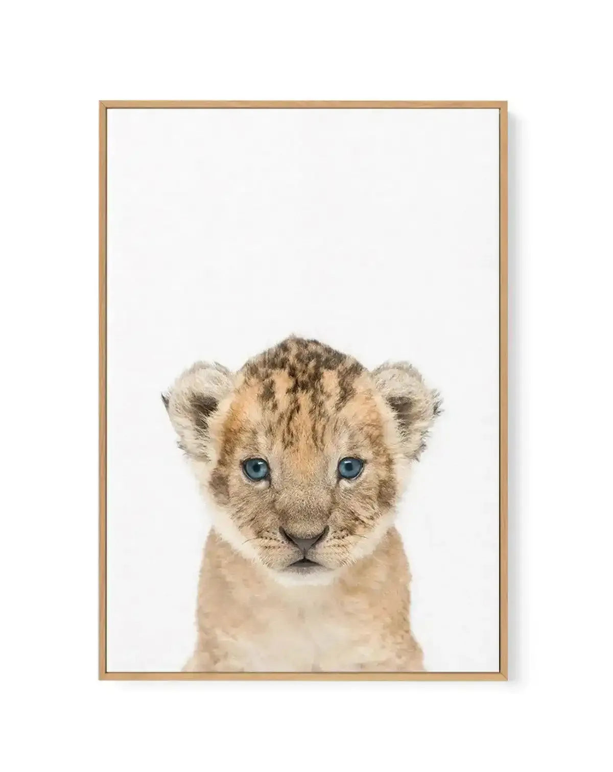 Little Lion Cub | Framed Canvas-CANVAS-You can shop wall art online with Olive et Oriel for everything from abstract art to fun kids wall art. Our beautiful modern art prints and canvas art are available from large canvas prints to wall art paintings and our proudly Australian artwork collection offers only the highest quality framed large wall art and canvas art Australia - You can buy fashion photography prints or Hampton print posters and paintings on canvas from Olive et Oriel and have them