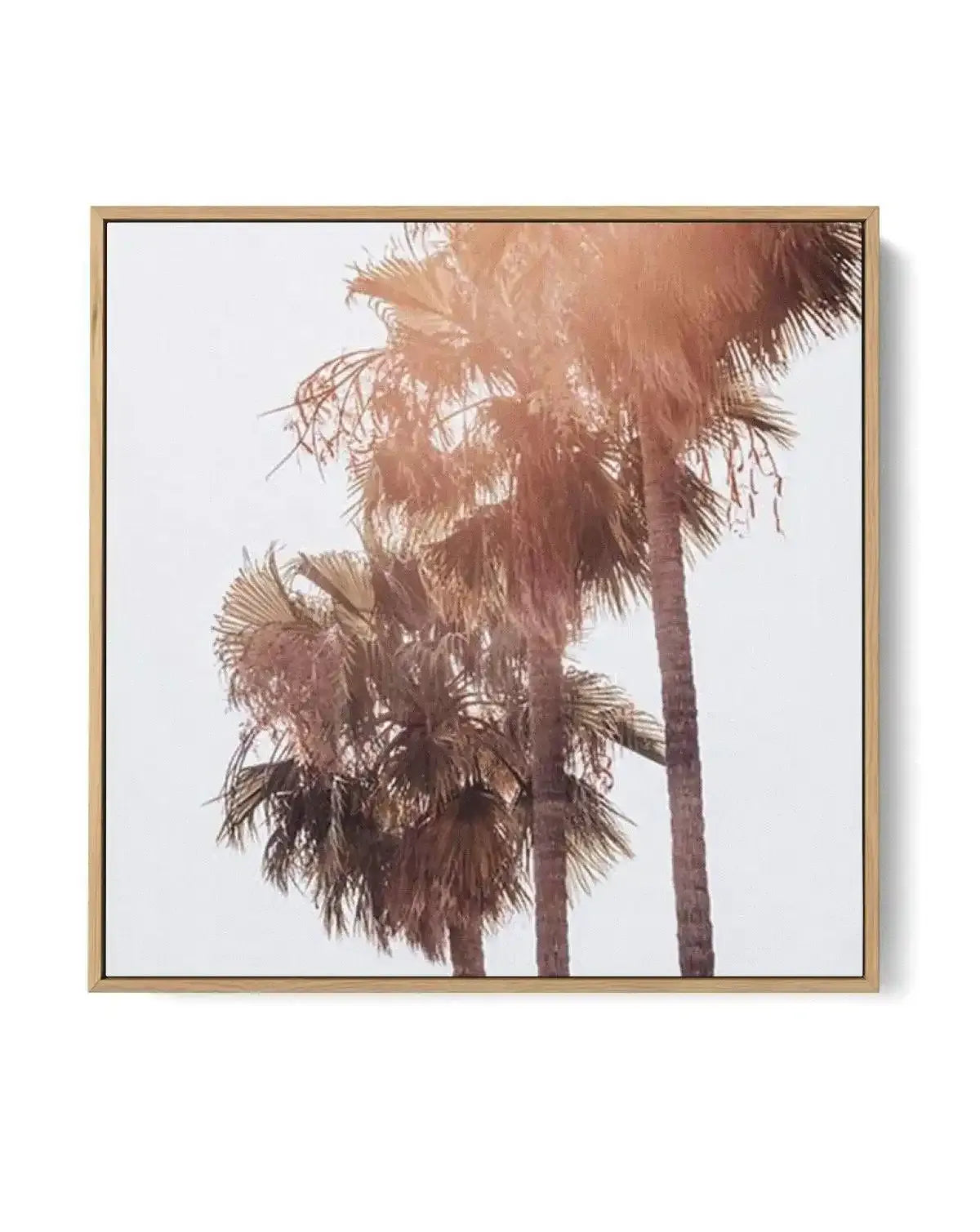 Malibu Palms SQ | Framed Canvas-CANVAS-You can shop wall art online with Olive et Oriel for everything from abstract art to fun kids wall art. Our beautiful modern art prints and canvas art are available from large canvas prints to wall art paintings and our proudly Australian artwork collection offers only the highest quality framed large wall art and canvas art Australia - You can buy fashion photography prints or Hampton print posters and paintings on canvas from Olive et Oriel and have them