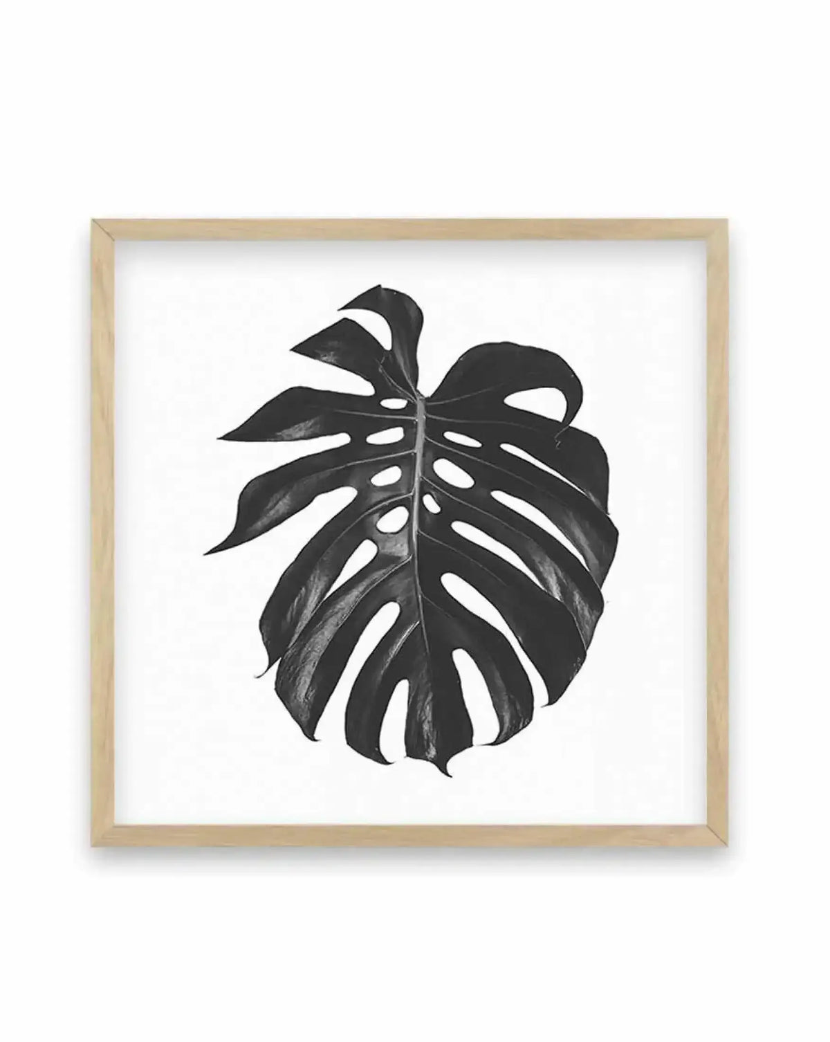 Black and white illustration of a Monstera deliciosa leaf with characteristic split lobes and oval cutout holes throughout, rendered in detailed graphite or charcoal, displayed in a natural wood square frame with white background.
