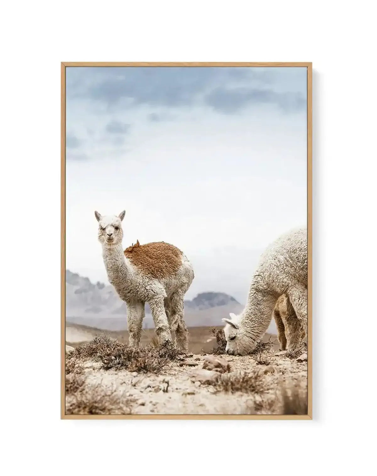 Mountain Llamas | PT | Framed Canvas-CANVAS-You can shop wall art online with Olive et Oriel for everything from abstract art to fun kids wall art. Our beautiful modern art prints and canvas art are available from large canvas prints to wall art paintings and our proudly Australian artwork collection offers only the highest quality framed large wall art and canvas art Australia - You can buy fashion photography prints or Hampton print posters and paintings on canvas from Olive et Oriel and have
