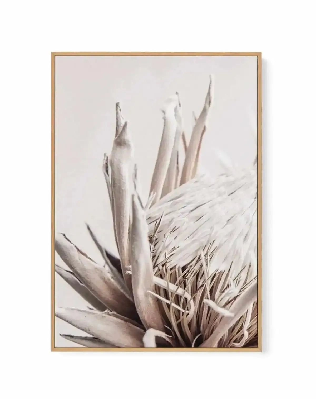 Nude Protea | PT | Framed Canvas Art Print from Olive et Oriel where you can shop wallpaper and artworks online