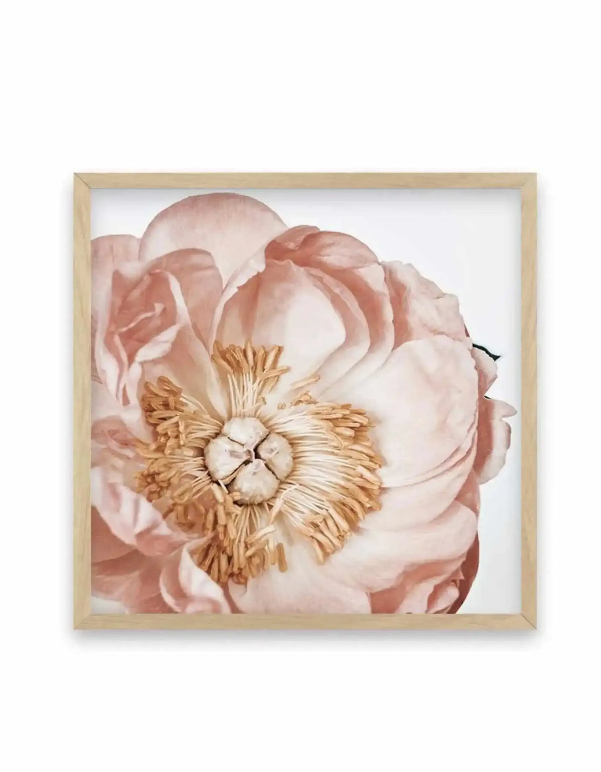 Square art print in natural wood frame featuring a close-up watercolor illustration of a blush pink peony flower. The flower displays layered, ruffled petals in soft dusty rose and cream tones with a prominent golden-yellow stamen at the center. Additional peony blooms appear softly layered in the background. The artwork has a delicate, botanical quality with subtle color gradations and is displayed against a white background.