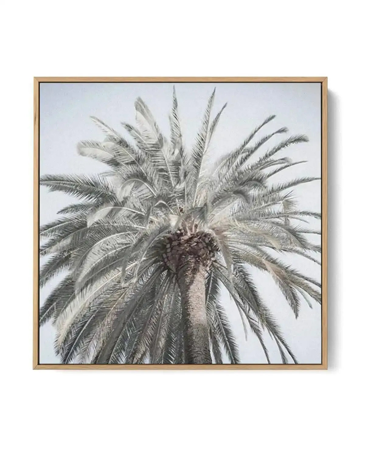 Santa Monica Palm SQ | Framed Canvas-CANVAS-You can shop wall art online with Olive et Oriel for everything from abstract art to fun kids wall art. Our beautiful modern art prints and canvas art are available from large canvas prints to wall art paintings and our proudly Australian artwork collection offers only the highest quality framed large wall art and canvas art Australia - You can buy fashion photography prints or Hampton print posters and paintings on canvas from Olive et Oriel and have