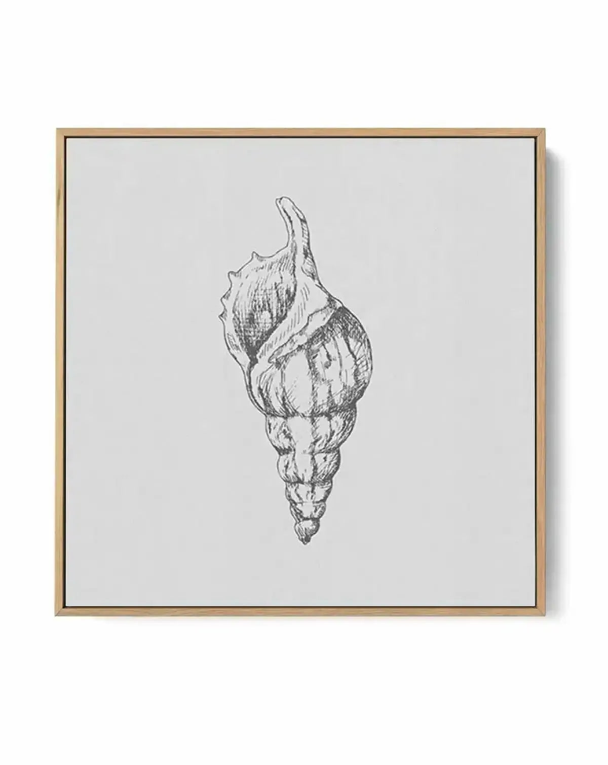 Seashell | Atlantic Triton SQ | Framed Canvas-CANVAS-You can shop wall art online with Olive et Oriel for everything from abstract art to fun kids wall art. Our beautiful modern art prints and canvas art are available from large canvas prints to wall art paintings and our proudly Australian artwork collection offers only the highest quality framed large wall art and canvas art Australia - You can buy fashion photography prints or Hampton print posters and paintings on canvas from Olive et Oriel