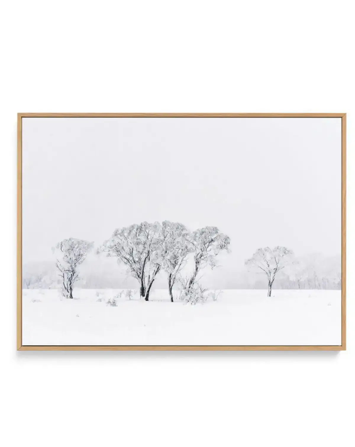 Snowy Gumtrees, Kosciuszko | Framed Canvas Art Print art print