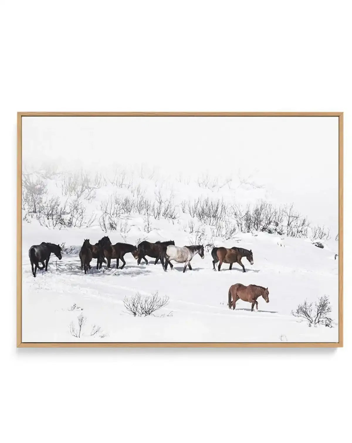 Snowy Mountains Brumbies I | Framed Canvas Art Print art print