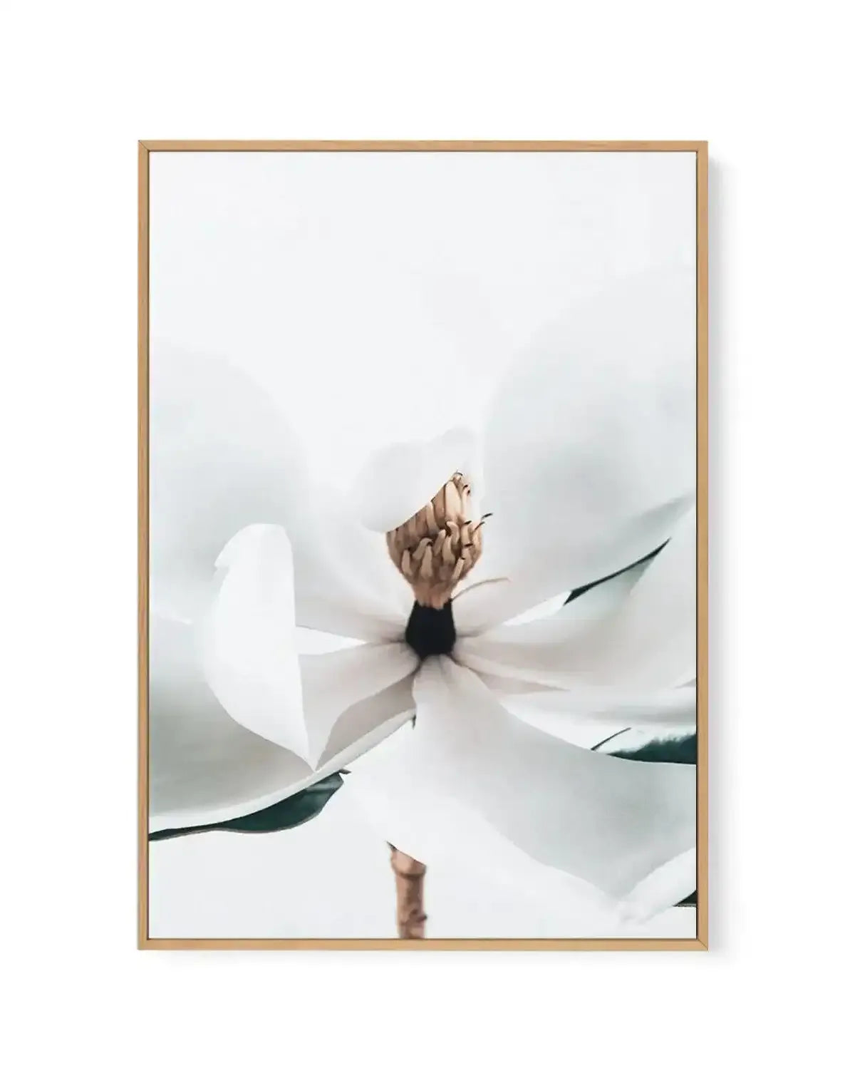 Summer Magnolia | PT | Framed Canvas-CANVAS-You can shop wall art online with Olive et Oriel for everything from abstract art to fun kids wall art. Our beautiful modern art prints and canvas art are available from large canvas prints to wall art paintings and our proudly Australian artwork collection offers only the highest quality framed large wall art and canvas art Australia - You can buy fashion photography prints or Hampton print posters and paintings on canvas from Olive et Oriel and have