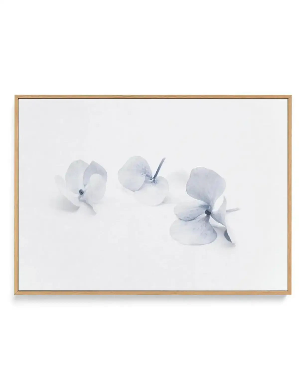 Three in Blue | Hydrangea III | Framed Canvas-CANVAS-You can shop wall art online with Olive et Oriel for everything from abstract art to fun kids wall art. Our beautiful modern art prints and canvas art are available from large canvas prints to wall art paintings and our proudly Australian artwork collection offers only the highest quality framed large wall art and canvas art Australia - You can buy fashion photography prints or Hampton print posters and paintings on canvas from Olive et Oriel