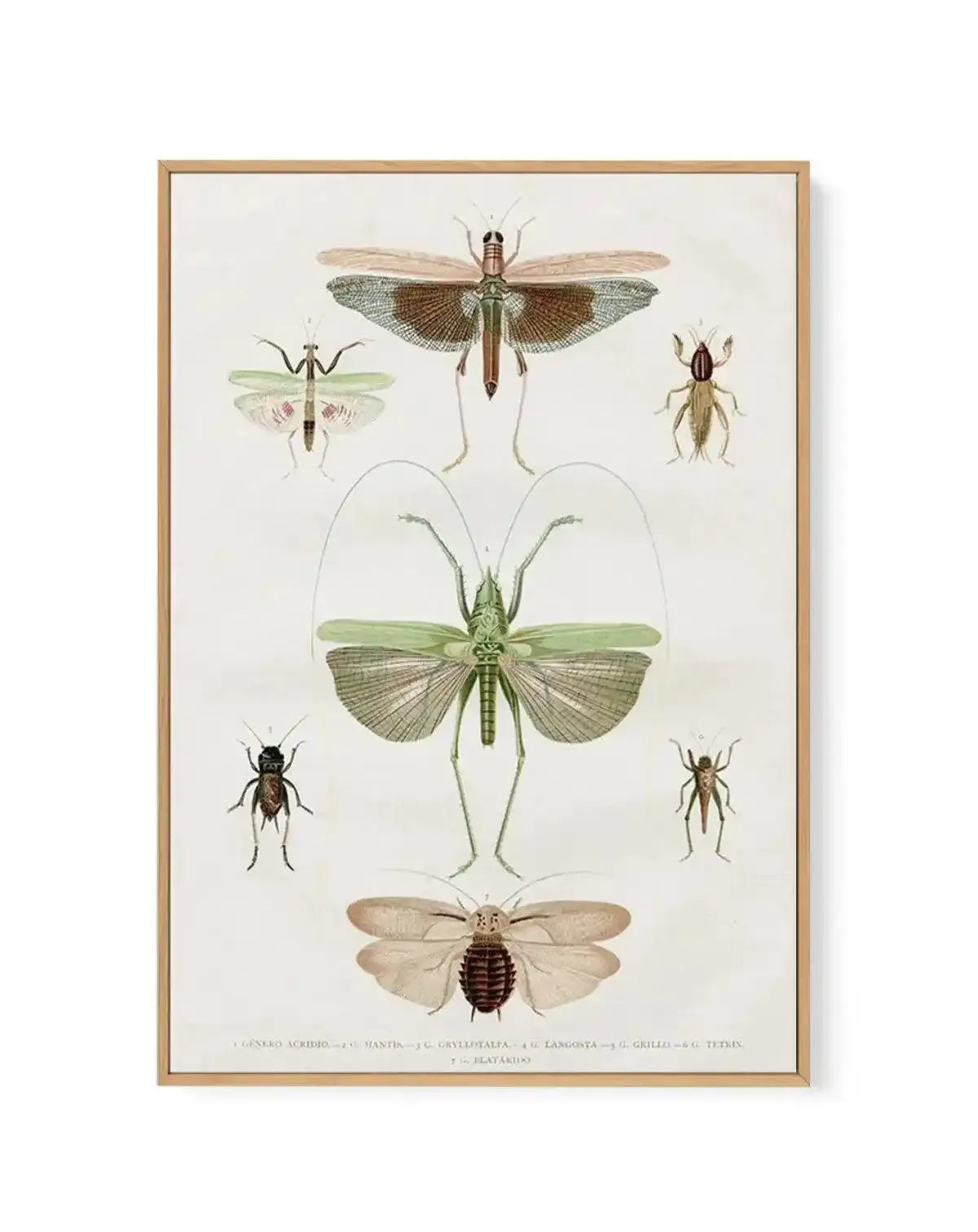 Vintage Insect Chart | Framed Canvas-CANVAS-You can shop wall art online with Olive et Oriel for everything from abstract art to fun kids wall art. Our beautiful modern art prints and canvas art are available from large canvas prints to wall art paintings and our proudly Australian artwork collection offers only the highest quality framed large wall art and canvas art Australia - You can buy fashion photography prints or Hampton print posters and paintings on canvas from Olive et Oriel and have