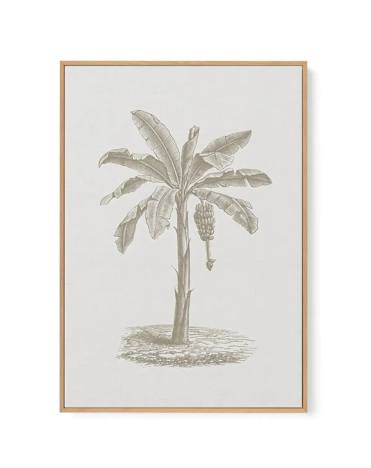 Vintage Palm II | Framed Canvas-CANVAS-You can shop wall art online with Olive et Oriel for everything from abstract art to fun kids wall art. Our beautiful modern art prints and canvas art are available from large canvas prints to wall art paintings and our proudly Australian artwork collection offers only the highest quality framed large wall art and canvas art Australia - You can buy fashion photography prints or Hampton print posters and paintings on canvas from Olive et Oriel and have them