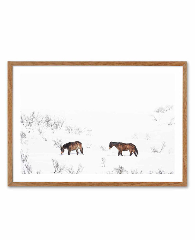 Baby Brumbies Art Print-PRINT-Olive et Oriel-Olive et Oriel-50x70 cm | 19.6" x 27.5"-Walnut-With White Border-Buy-Australian-Art-Prints-Online-with-Olive-et-Oriel-Your-Artwork-Specialists-Austrailia-Decorate-With-Coastal-Photo-Wall-Art-Prints-From-Our-Beach-House-Artwork-Collection-Fine-Poster-and-Framed-Artwork