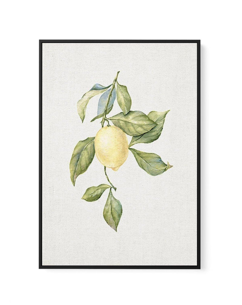 Lemons on Linen I | Framed Canvas-CANVAS-You can shop wall art online with Olive et Oriel for everything from abstract art to fun kids wall art. Our beautiful modern art prints and canvas art are available from large canvas prints to wall art paintings and our proudly Australian artwork collection offers only the highest quality framed large wall art and canvas art Australia - You can buy fashion photography prints or Hampton print posters and paintings on canvas from Olive et Oriel and have the