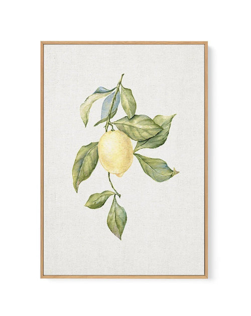 Lemons on Linen I | Framed Canvas-CANVAS-You can shop wall art online with Olive et Oriel for everything from abstract art to fun kids wall art. Our beautiful modern art prints and canvas art are available from large canvas prints to wall art paintings and our proudly Australian artwork collection offers only the highest quality framed large wall art and canvas art Australia - You can buy fashion photography prints or Hampton print posters and paintings on canvas from Olive et Oriel and have the