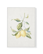 Lemons on Linen III | Framed Canvas-CANVAS-You can shop wall art online with Olive et Oriel for everything from abstract art to fun kids wall art. Our beautiful modern art prints and canvas art are available from large canvas prints to wall art paintings and our proudly Australian artwork collection offers only the highest quality framed large wall art and canvas art Australia - You can buy fashion photography prints or Hampton print posters and paintings on canvas from Olive et Oriel and have t