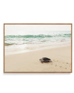 Little Turtle III | Framed Canvas-CANVAS-You can shop wall art online with Olive et Oriel for everything from abstract art to fun kids wall art. Our beautiful modern art prints and canvas art are available from large canvas prints to wall art paintings and our proudly Australian artwork collection offers only the highest quality framed large wall art and canvas art Australia - You can buy fashion photography prints or Hampton print posters and paintings on canvas from Olive et Oriel and have the