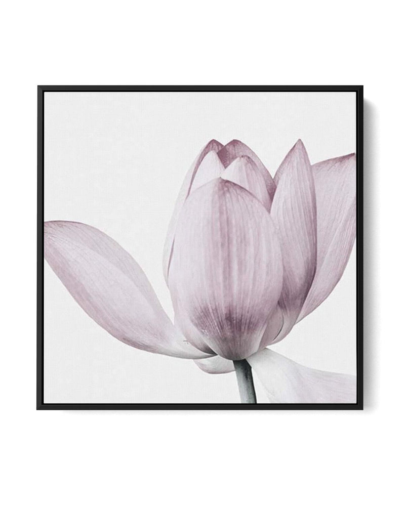 Lotus No II SQ | Framed Canvas-CANVAS-You can shop wall art online with Olive et Oriel for everything from abstract art to fun kids wall art. Our beautiful modern art prints and canvas art are available from large canvas prints to wall art paintings and our proudly Australian artwork collection offers only the highest quality framed large wall art and canvas art Australia - You can buy fashion photography prints or Hampton print posters and paintings on canvas from Olive et Oriel and have them d