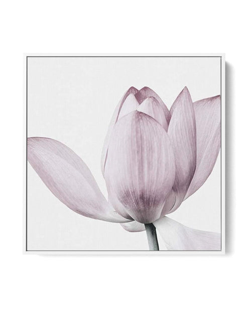 Lotus No II SQ | Framed Canvas-CANVAS-You can shop wall art online with Olive et Oriel for everything from abstract art to fun kids wall art. Our beautiful modern art prints and canvas art are available from large canvas prints to wall art paintings and our proudly Australian artwork collection offers only the highest quality framed large wall art and canvas art Australia - You can buy fashion photography prints or Hampton print posters and paintings on canvas from Olive et Oriel and have them d