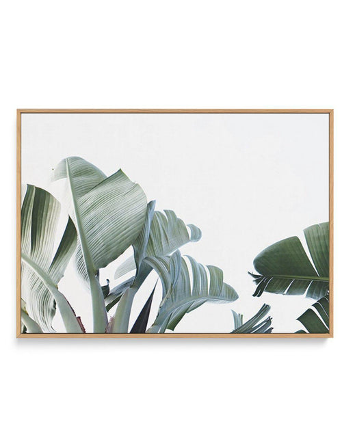 Banana Palm Leaves | Framed Canvas-CANVAS-You can shop wall art online with Olive et Oriel for everything from abstract art to fun kids wall art. Our beautiful modern art prints and canvas art are available from large canvas prints to wall art paintings and our proudly Australian artwork collection offers only the highest quality framed large wall art and canvas art Australia - You can buy fashion photography prints or Hampton print posters and paintings on canvas from Olive et Oriel and have th