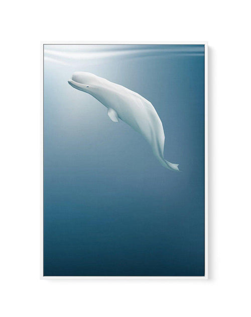 Beluga | Graphic Whales Collection | Framed Canvas-CANVAS-You can shop wall art online with Olive et Oriel for everything from abstract art to fun kids wall art. Our beautiful modern art prints and canvas art are available from large canvas prints to wall art paintings and our proudly Australian artwork collection offers only the highest quality framed large wall art and canvas art Australia - You can buy fashion photography prints or Hampton print posters and paintings on canvas from Olive et O