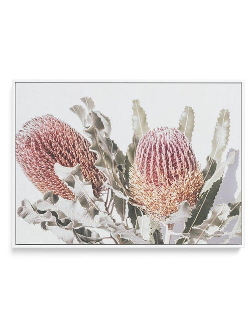 Blushing Banksia | LS | Framed Canvas-CANVAS-You can shop wall art online with Olive et Oriel for everything from abstract art to fun kids wall art. Our beautiful modern art prints and canvas art are available from large canvas prints to wall art paintings and our proudly Australian artwork collection offers only the highest quality framed large wall art and canvas art Australia - You can buy fashion photography prints or Hampton print posters and paintings on canvas from Olive et Oriel and have