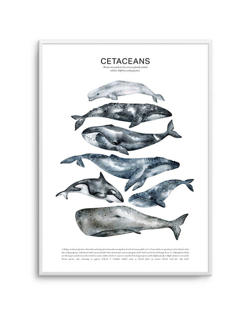 Cetaceans Chart Art Print-PRINT-Olive et Oriel-Olive et Oriel-A5 | 5.8" x 8.3" | 14.8 x 21cm-Unframed Art Print-With White Border-Buy-Australian-Art-Prints-Online-with-Olive-et-Oriel-Your-Artwork-Specialists-Austrailia-Decorate-With-Coastal-Photo-Wall-Art-Prints-From-Our-Beach-House-Artwork-Collection-Fine-Poster-and-Framed-Artwork