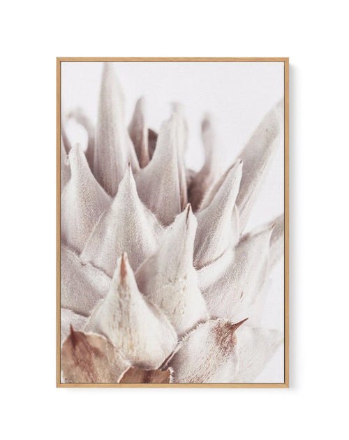 Closer Please | King Protea | Framed Canvas-CANVAS-You can shop wall art online with Olive et Oriel for everything from abstract art to fun kids wall art. Our beautiful modern art prints and canvas art are available from large canvas prints to wall art paintings and our proudly Australian artwork collection offers only the highest quality framed large wall art and canvas art Australia - You can buy fashion photography prints or Hampton print posters and paintings on canvas from Olive et Oriel an