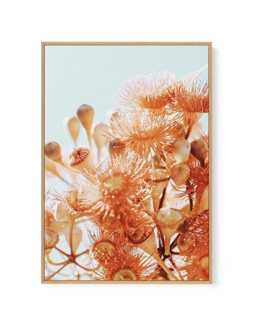 Eucalyptus In Bloom III | PT | Framed Canvas-CANVAS-You can shop wall art online with Olive et Oriel for everything from abstract art to fun kids wall art. Our beautiful modern art prints and canvas art are available from large canvas prints to wall art paintings and our proudly Australian artwork collection offers only the highest quality framed large wall art and canvas art Australia - You can buy fashion photography prints or Hampton print posters and paintings on canvas from Olive et Oriel a