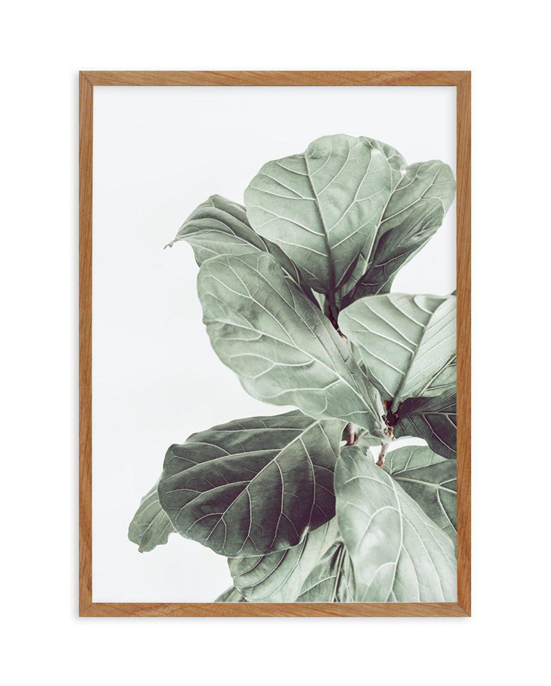 Fiddle Fig I Art Print-PRINT-Olive et Oriel-Olive et Oriel-50x70 cm | 19.6" x 27.5"-Walnut-With White Border-Buy-Australian-Art-Prints-Online-with-Olive-et-Oriel-Your-Artwork-Specialists-Austrailia-Decorate-With-Coastal-Photo-Wall-Art-Prints-From-Our-Beach-House-Artwork-Collection-Fine-Poster-and-Framed-Artwork