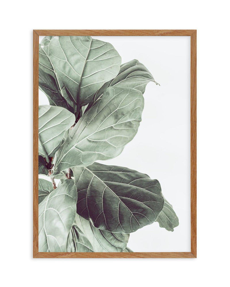 Fiddle Fig III Art Print-PRINT-Olive et Oriel-Olive et Oriel-50x70 cm | 19.6" x 27.5"-Walnut-With White Border-Buy-Australian-Art-Prints-Online-with-Olive-et-Oriel-Your-Artwork-Specialists-Austrailia-Decorate-With-Coastal-Photo-Wall-Art-Prints-From-Our-Beach-House-Artwork-Collection-Fine-Poster-and-Framed-Artwork