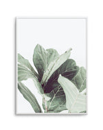 Fiddle Fig II Art Print-PRINT-Olive et Oriel-Olive et Oriel-A4 | 8.3" x 11.7" | 21 x 29.7cm-Unframed Art Print-With White Border-Buy-Australian-Art-Prints-Online-with-Olive-et-Oriel-Your-Artwork-Specialists-Austrailia-Decorate-With-Coastal-Photo-Wall-Art-Prints-From-Our-Beach-House-Artwork-Collection-Fine-Poster-and-Framed-Artwork