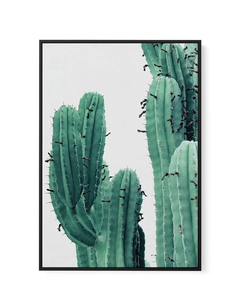Green Cactus I | Framed Canvas-CANVAS-You can shop wall art online with Olive et Oriel for everything from abstract art to fun kids wall art. Our beautiful modern art prints and canvas art are available from large canvas prints to wall art paintings and our proudly Australian artwork collection offers only the highest quality framed large wall art and canvas art Australia - You can buy fashion photography prints or Hampton print posters and paintings on canvas from Olive et Oriel and have them d