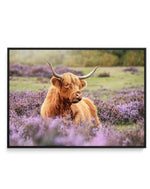 Highlander in the Meadow | Framed Canvas-CANVAS-You can shop wall art online with Olive et Oriel for everything from abstract art to fun kids wall art. Our beautiful modern art prints and canvas art are available from large canvas prints to wall art paintings and our proudly Australian artwork collection offers only the highest quality framed large wall art and canvas art Australia - You can buy fashion photography prints or Hampton print posters and paintings on canvas from Olive et Oriel and h