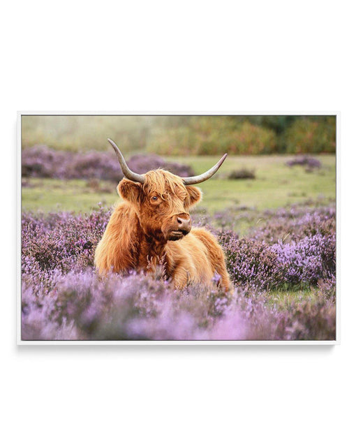 Highlander in the Meadow | Framed Canvas-CANVAS-You can shop wall art online with Olive et Oriel for everything from abstract art to fun kids wall art. Our beautiful modern art prints and canvas art are available from large canvas prints to wall art paintings and our proudly Australian artwork collection offers only the highest quality framed large wall art and canvas art Australia - You can buy fashion photography prints or Hampton print posters and paintings on canvas from Olive et Oriel and h