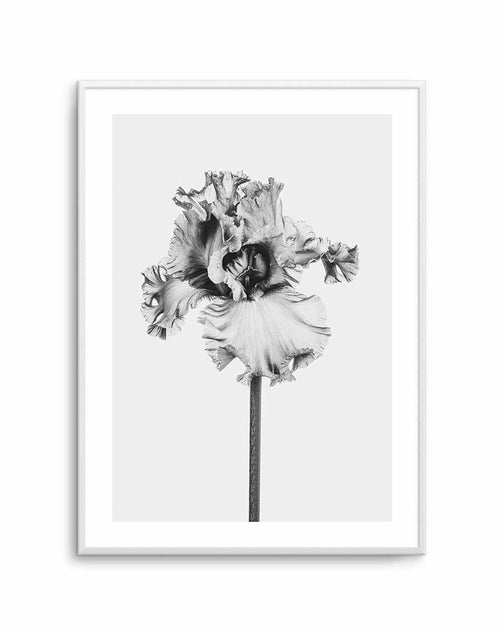 Iris en Noir Art Print-PRINT-Olive et Oriel-Olive et Oriel-A5 | 5.8" x 8.3" | 14.8 x 21cm-Unframed Art Print-With White Border-Buy-Australian-Art-Prints-Online-with-Olive-et-Oriel-Your-Artwork-Specialists-Austrailia-Decorate-With-Coastal-Photo-Wall-Art-Prints-From-Our-Beach-House-Artwork-Collection-Fine-Poster-and-Framed-Artwork