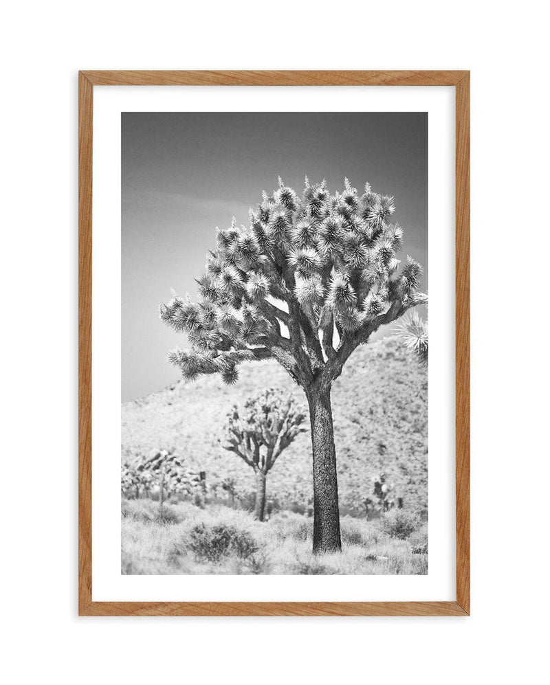 Joshua Tree III | B&W Art Print-PRINT-Olive et Oriel-Olive et Oriel-50x70 cm | 19.6" x 27.5"-Walnut-With White Border-Buy-Australian-Art-Prints-Online-with-Olive-et-Oriel-Your-Artwork-Specialists-Austrailia-Decorate-With-Coastal-Photo-Wall-Art-Prints-From-Our-Beach-House-Artwork-Collection-Fine-Poster-and-Framed-Artwork