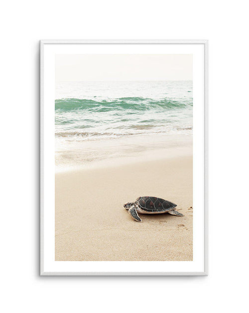 Little Turtle II Art Print-PRINT-Olive et Oriel-Olive et Oriel-A5 | 5.8" x 8.3" | 14.8 x 21cm-Unframed Art Print-With White Border-Buy-Australian-Art-Prints-Online-with-Olive-et-Oriel-Your-Artwork-Specialists-Austrailia-Decorate-With-Coastal-Photo-Wall-Art-Prints-From-Our-Beach-House-Artwork-Collection-Fine-Poster-and-Framed-Artwork