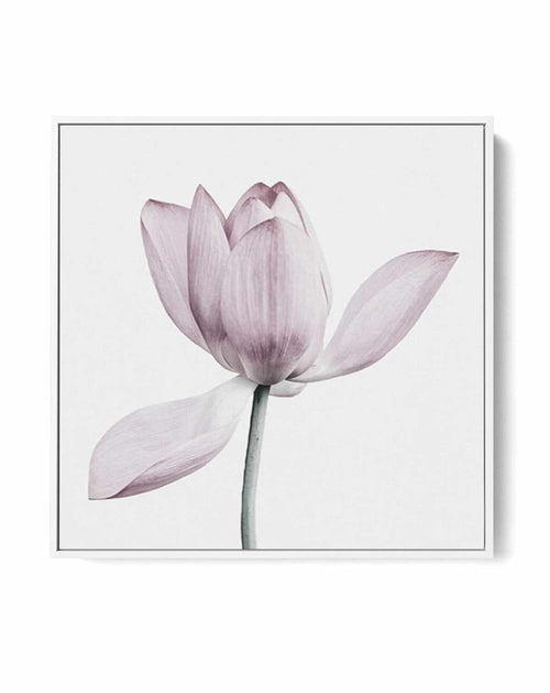 Lotus I SQ | Framed Canvas-CANVAS-You can shop wall art online with Olive et Oriel for everything from abstract art to fun kids wall art. Our beautiful modern art prints and canvas art are available from large canvas prints to wall art paintings and our proudly Australian artwork collection offers only the highest quality framed large wall art and canvas art Australia - You can buy fashion photography prints or Hampton print posters and paintings on canvas from Olive et Oriel and have them deliv