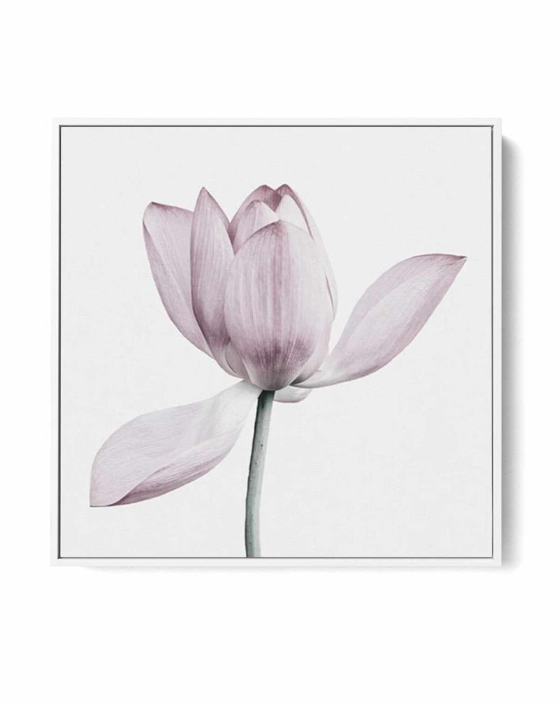 Lotus I SQ | Framed Canvas-CANVAS-You can shop wall art online with Olive et Oriel for everything from abstract art to fun kids wall art. Our beautiful modern art prints and canvas art are available from large canvas prints to wall art paintings and our proudly Australian artwork collection offers only the highest quality framed large wall art and canvas art Australia - You can buy fashion photography prints or Hampton print posters and paintings on canvas from Olive et Oriel and have them deliv